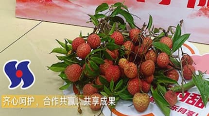 Фестиваль культуры личи 2025
